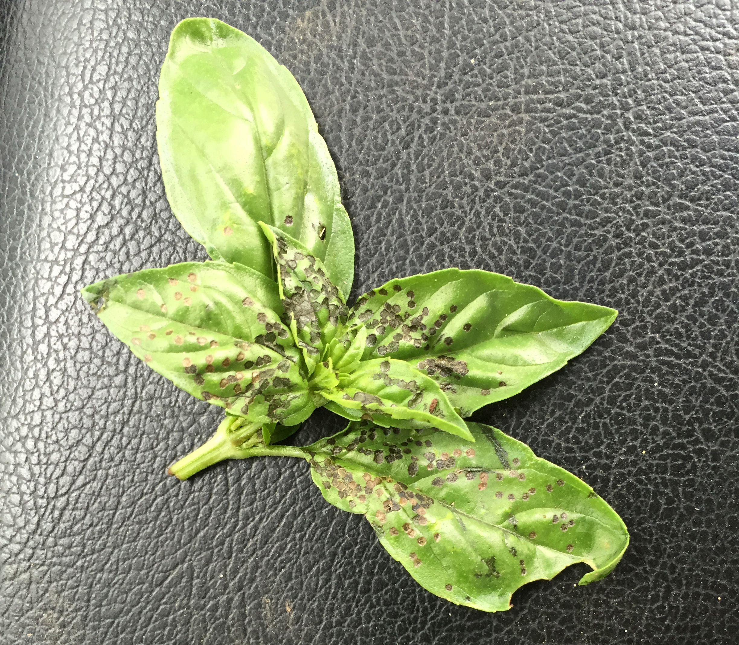 Fourlined plant bug damage on basil 